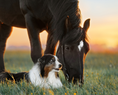 StressLess Calming Supplement For Horses and Dogs