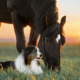 StressLess Calming Supplement For Horses and Dogs