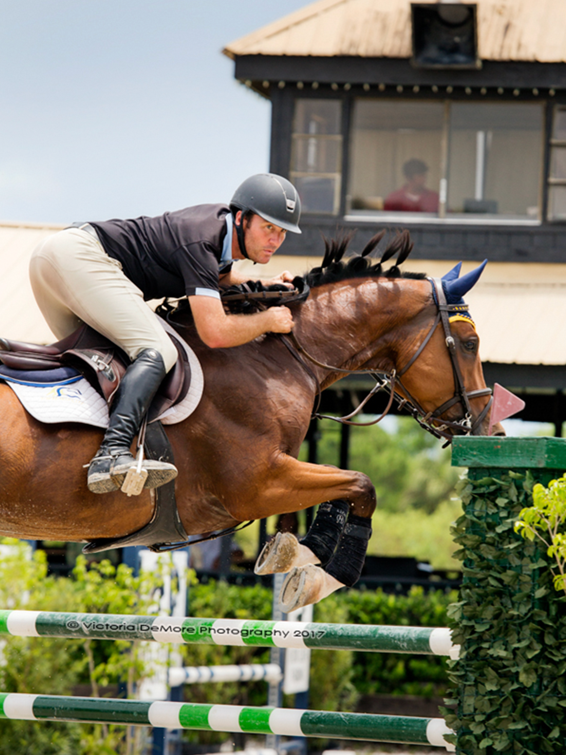 Best Calming Supplement StressLess by Centerline Distribution