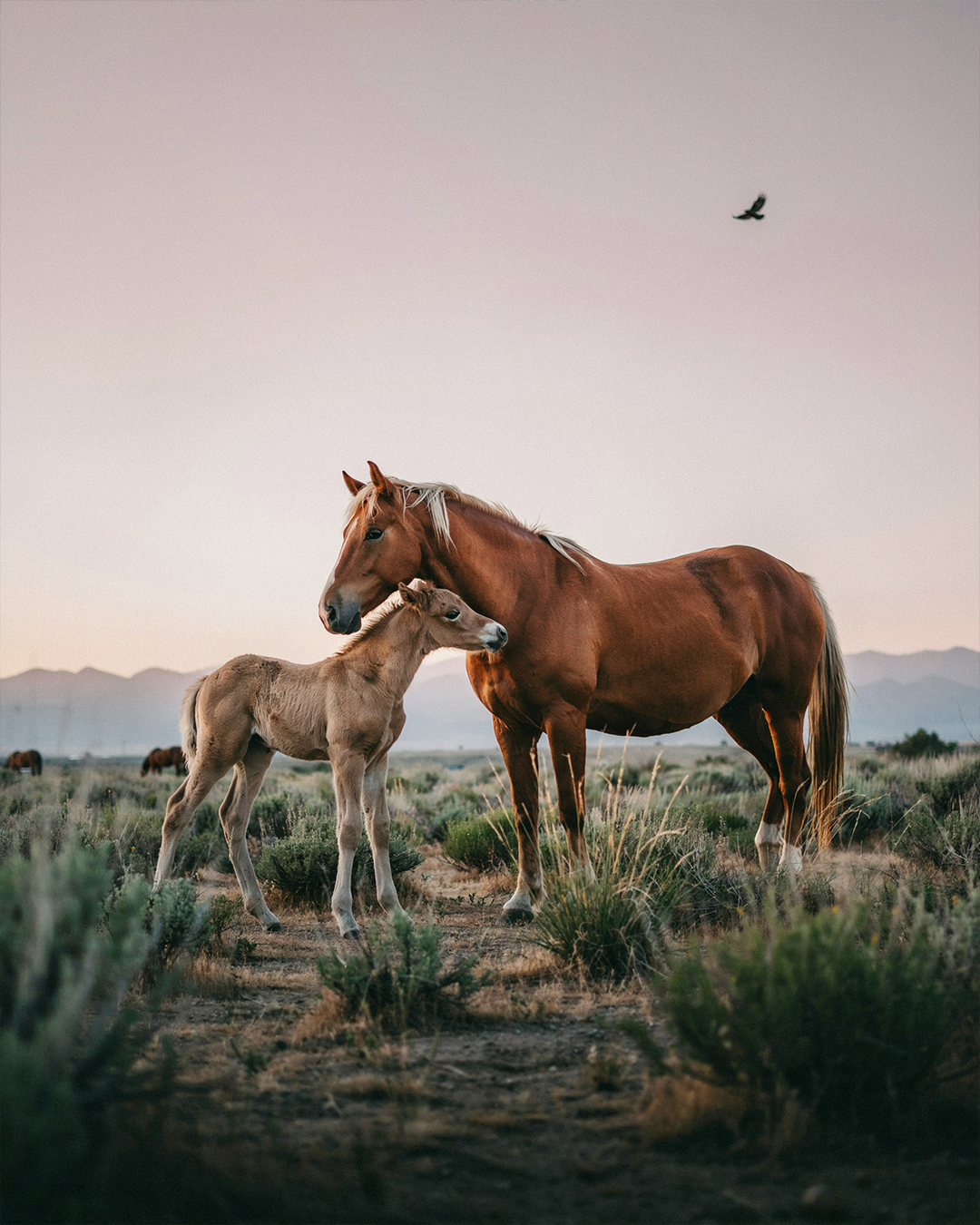 A wild mustang mare gently nuzzling her young foal beneath the warm glow of a western sunset, native grasses swaying in the breeze, distant mountain ranges fading into soft evening haze, peaceful natural behavior.